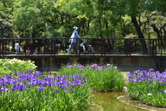 大浜　花菖蒲園