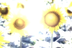 ひまわり
