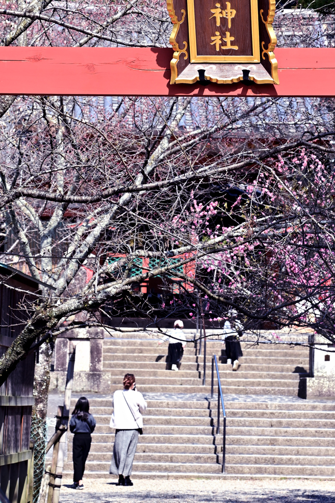 春を迎えた氷室神社