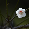 白梅ー２