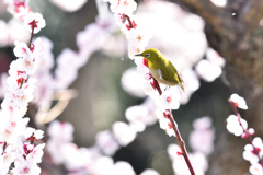 春の日差しの中で（１１）