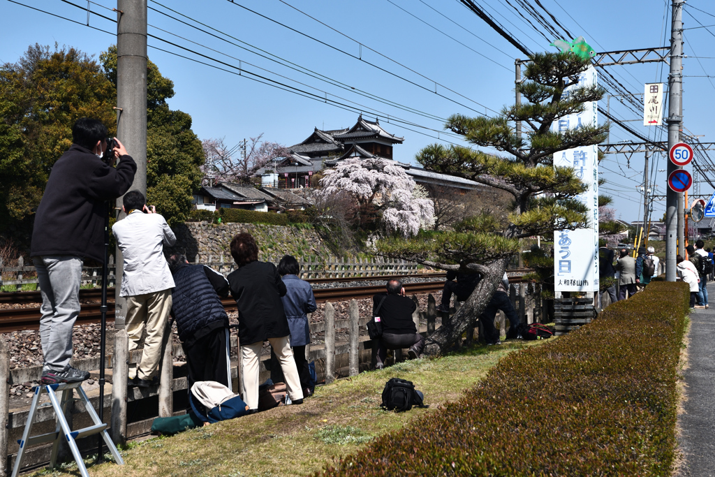 サクラ咲く頃（１）
