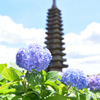 紫陽花（２）