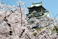 天守閣と桜