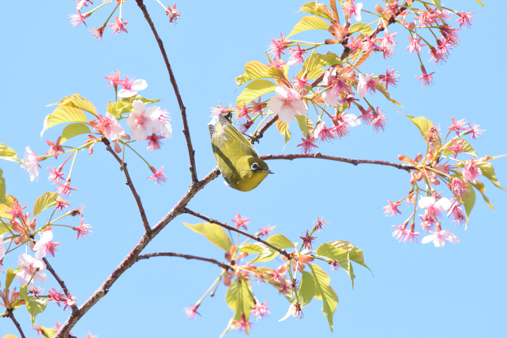 蜜を求めて（４）