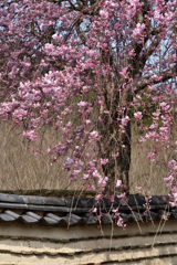 東大寺の春（３）