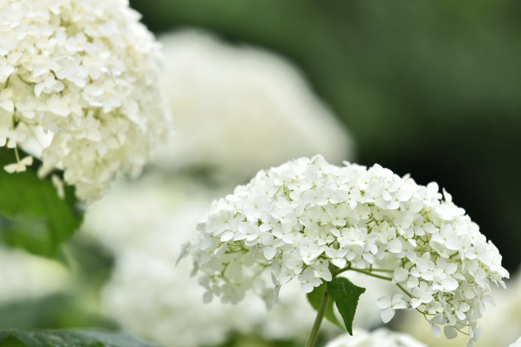白い紫陽花