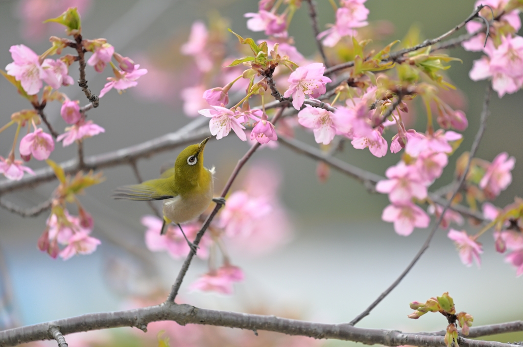 蜜を求めて（４）