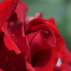 薔薇（２）