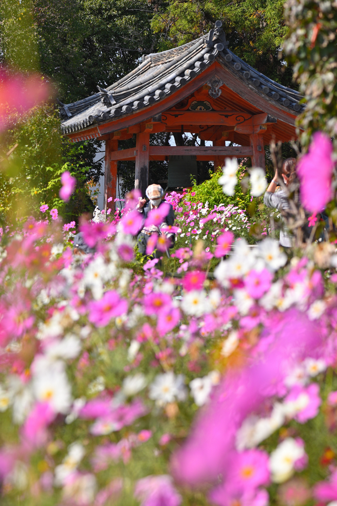 コスモス寺にて（８）