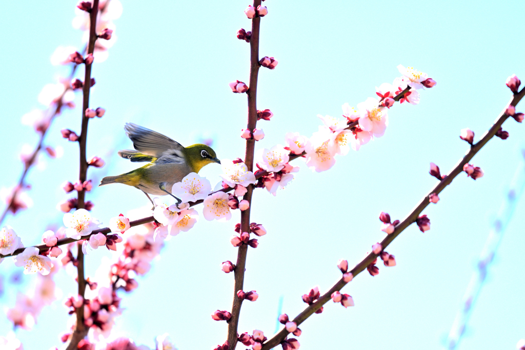 蜜を求めて（２４）