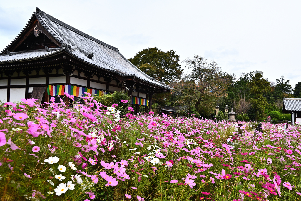 満開のコスモス寺（１）