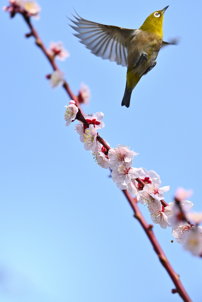 蜜を求めて（１５）