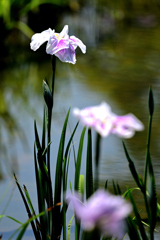 城北菖蒲園にてー１０