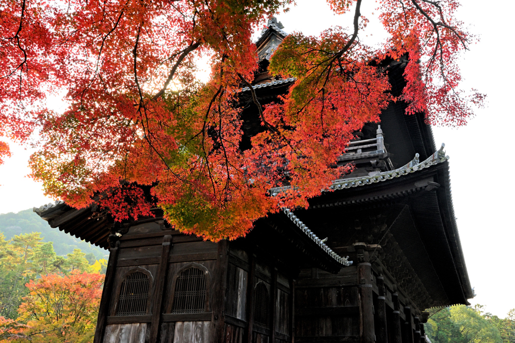 南禅寺の紅葉（３）