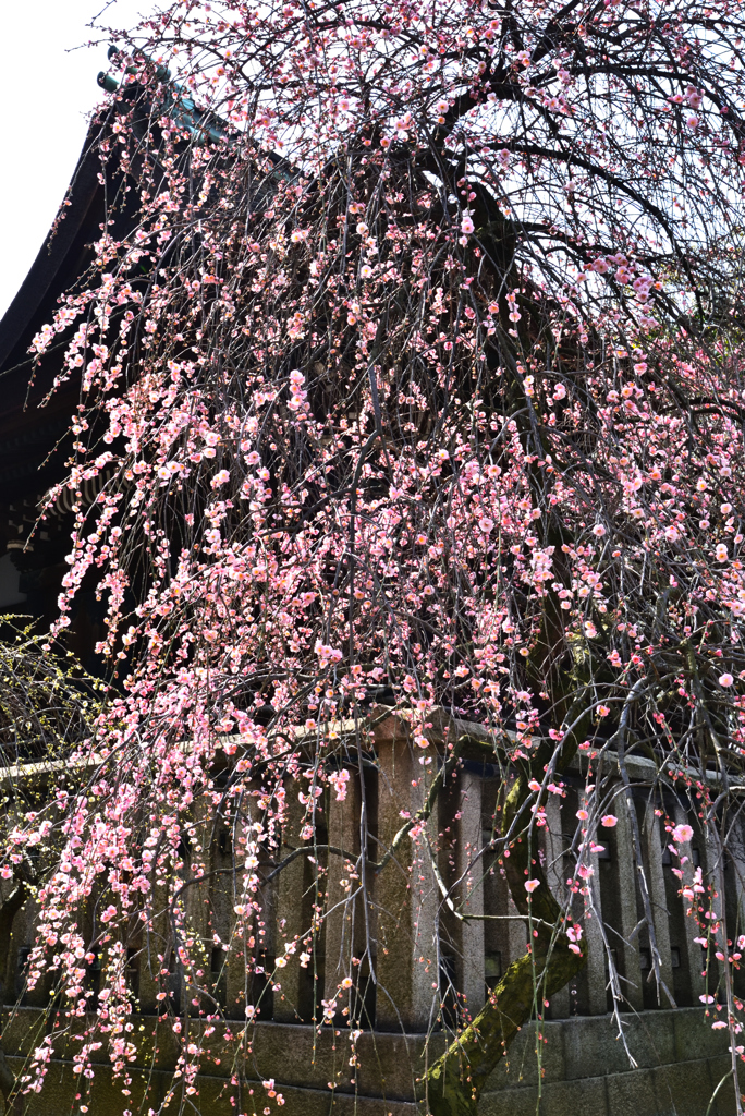 道明寺梅景色（４）