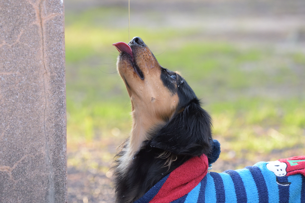 ワンちゃん 水を飲む（１）