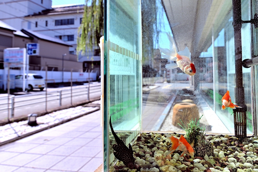 金魚の町（銀行の入り口付近にて）