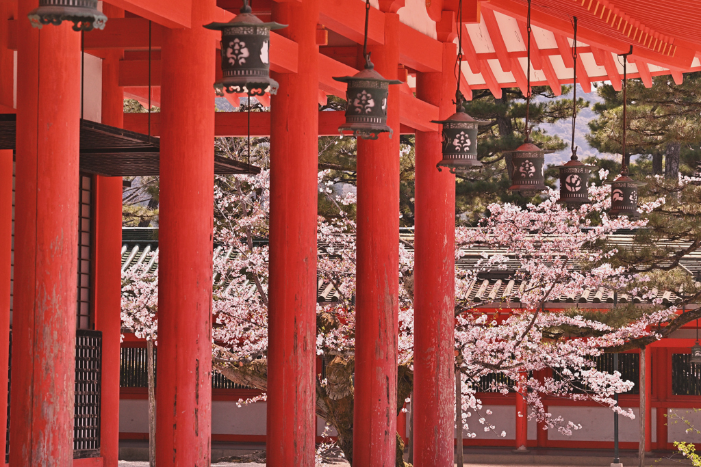 平安神宮の桜ー２