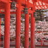 平安神宮の桜ー２