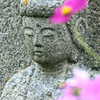 コスモスの舞う寺（４）