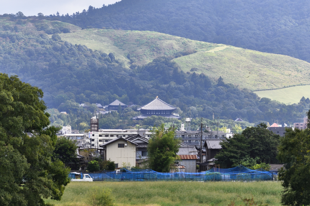 平城宮跡から見えた大仏殿