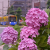 チンチン電車（１）