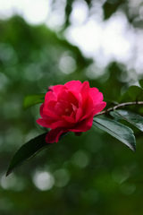 山茶花（１）