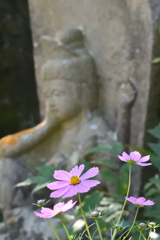 コスモスの咲く寺（１３）