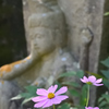 コスモスの咲く寺（１３）