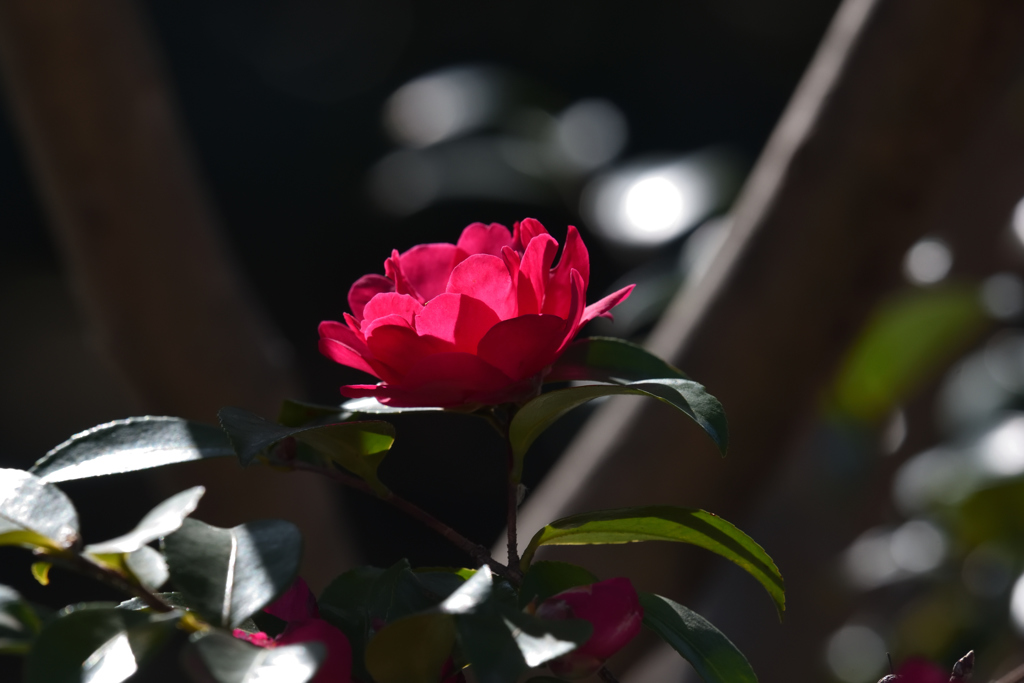 山茶花（１）