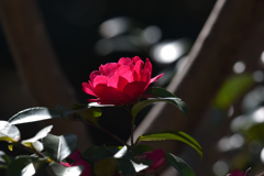 山茶花（１）