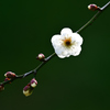 白梅ー４