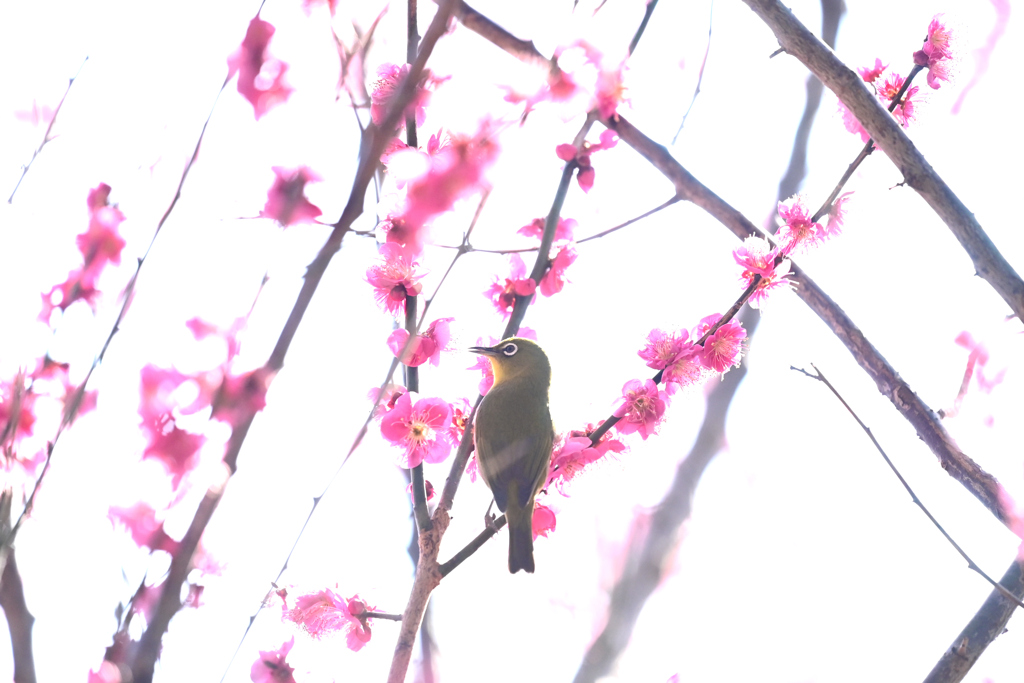 ウメジロー（０９）