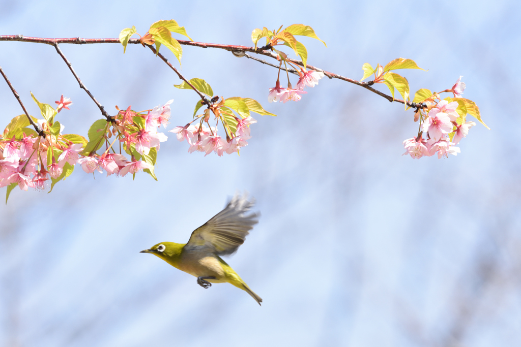 蜜を求めて（１１）