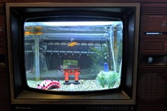 金魚の町のテレビ