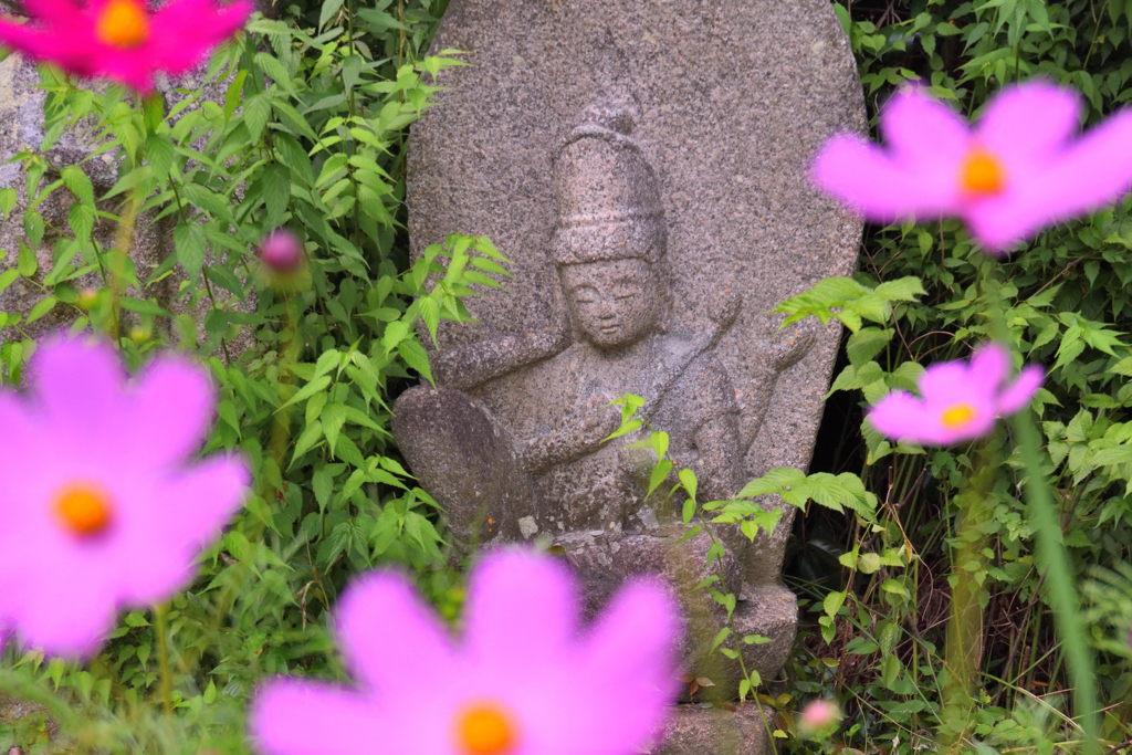 コスモス寺ー５