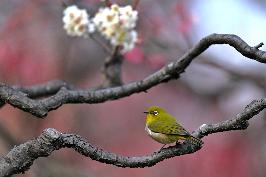 蜜を求めて（２１）