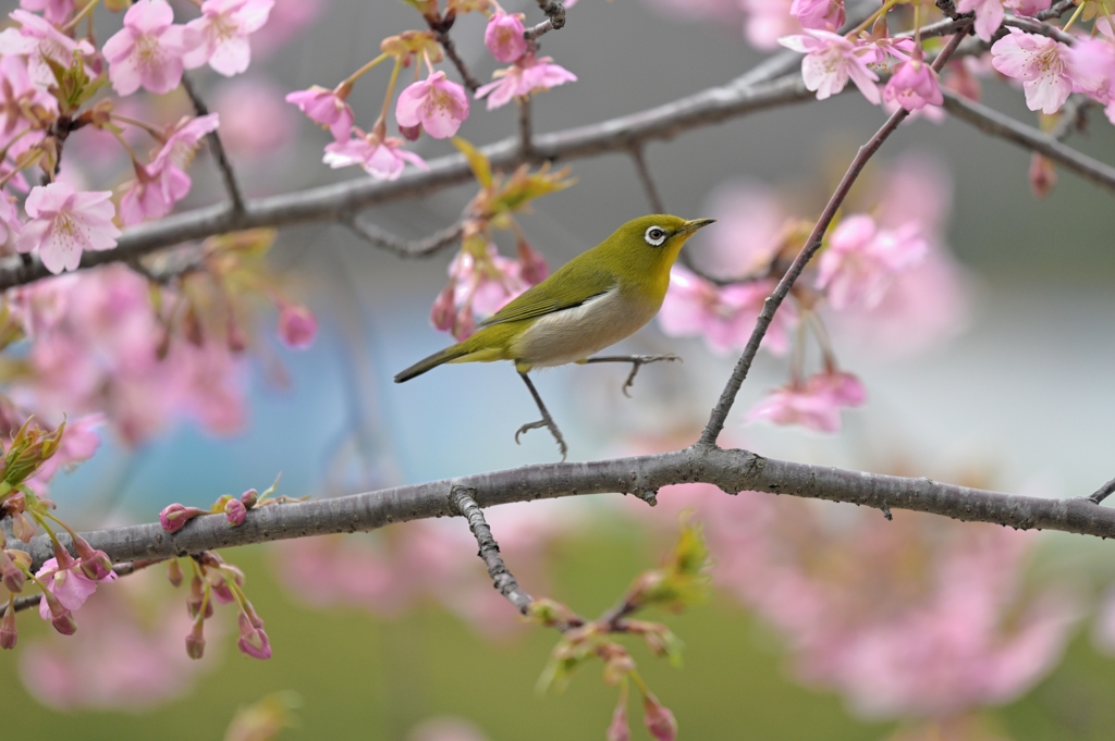 蜜を求めて（３）