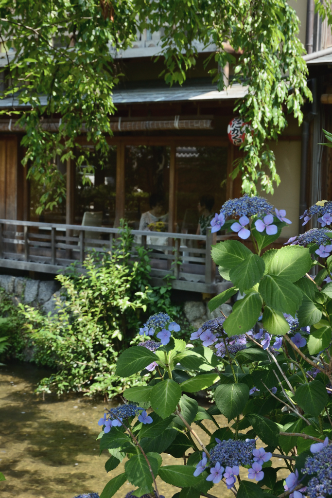 紫陽花の咲く頃（２）