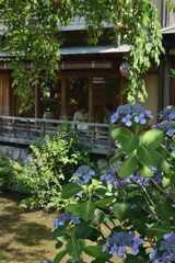 紫陽花の咲く頃（２）