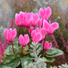 シクラメン