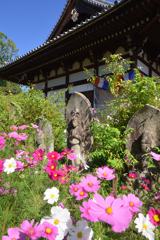 コスモスの咲く寺（０３）