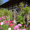 コスモスの咲く寺（０３）