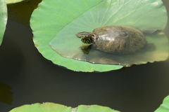 カメラ目線