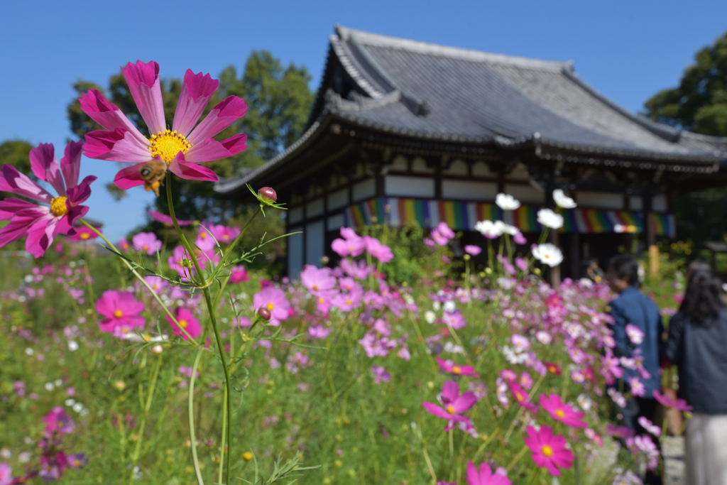 コスモス寺（３）