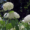紫陽花（１）