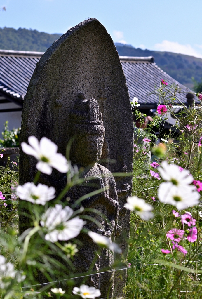 コスモス寺ー１０