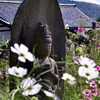 コスモス寺ー１０