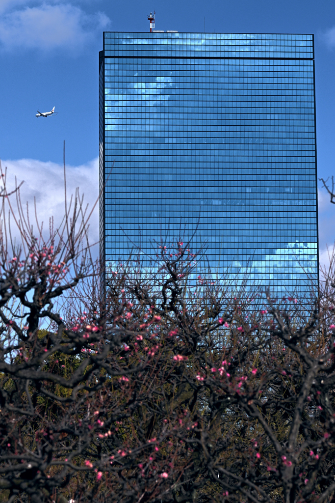 大阪城梅林の春ー２